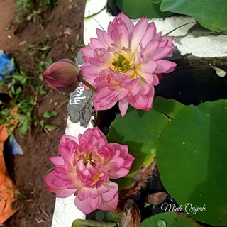 Củ sen mini Pink Butterfly