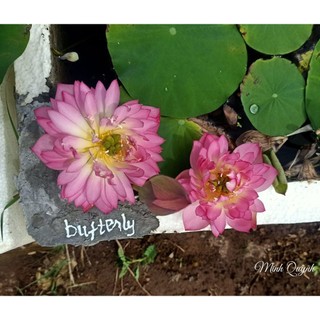 Củ sen mini Pink Butterfly