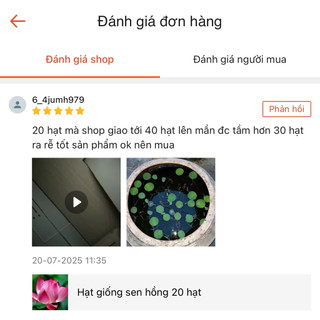 Hạt giống sen hồng 20 hạt-100 hạt