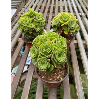 sen đá aeonium xanh 12-14cm cây fom búp siêu đẹp cây như hình
