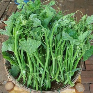 Hạt Giống Bí Siêu Ngọn – Thu Ngọn Liên Tục, Năng Suất Vượt Trội