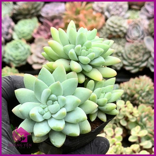 Sen đá chuỗi ngọc đứng  size bầu 5cm