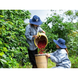 Cà phê Blend mix rang mộc  - Café de Măng Đen