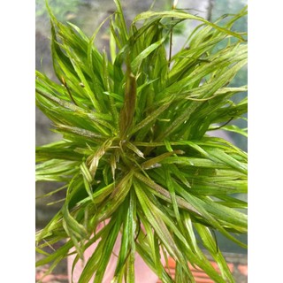 CỎ NHẬT thủy sinh không CO2