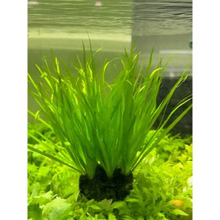 CỎ NHẬT thủy sinh không CO2