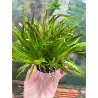 CỎ NHẬT thủy sinh không CO2