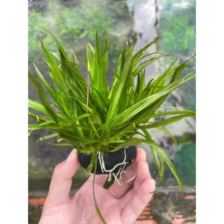 CỎ NHẬT thủy sinh không CO2