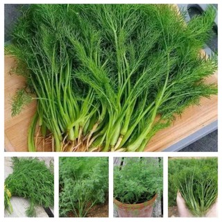 Hạt Giống Thì Là – Dễ Trồng, Lá Xanh Mướt, Hương Thơm Đặc Trưng