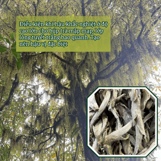 BẠCH SHAN TIÊN -  GÓI (100g) HOẶC HỘP QUÀ CAO CẤP - TRÀ RỪNG TÂY CÔN LĨNH