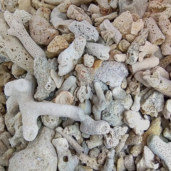 San hô vụn – vật liệu lọc nước hồ cá, thích hợp bể thủy sinh