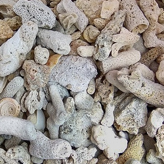 San hô vụn – vật liệu lọc nước hồ cá, thích hợp bể thủy sinh