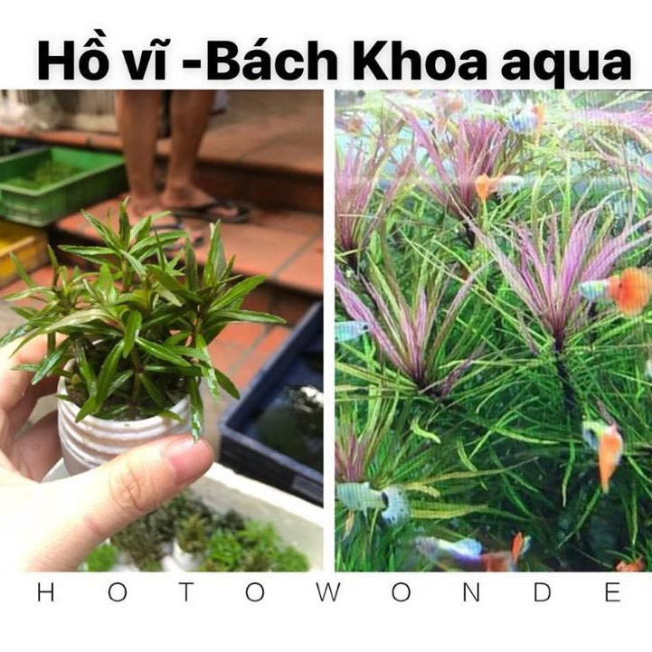 Cây cắt cắm - Hồ vĩ trang trí bể thủy sinh