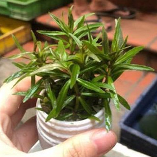 Cây cắt cắm - Hồ vĩ trang trí bể thủy sinh