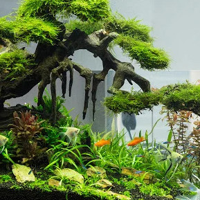 Cây cắt cắm - Hồ vĩ trang trí bể thủy sinh