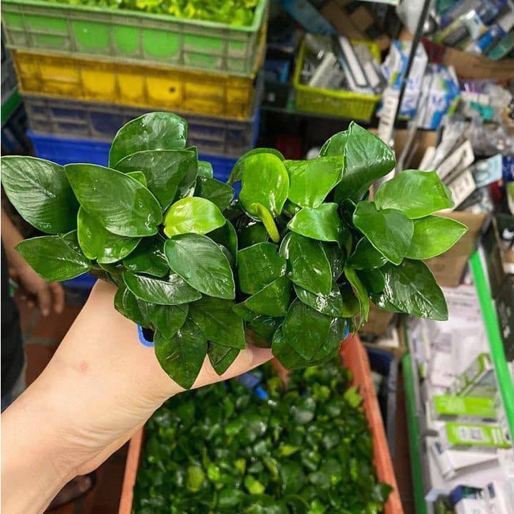 Cây Ráy Thường thủy sinh