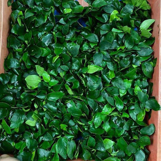 Cây Ráy Thường thủy sinh