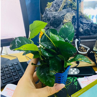 Cây Ráy Thường thủy sinh