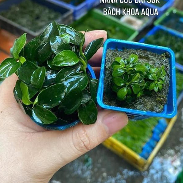 Cây Ráy Nana tàu thủy sinh