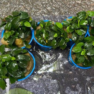 Cây Ráy Nana tàu thủy sinh