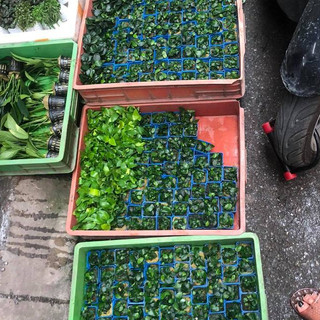 Cây Ráy Nana tàu thủy sinh