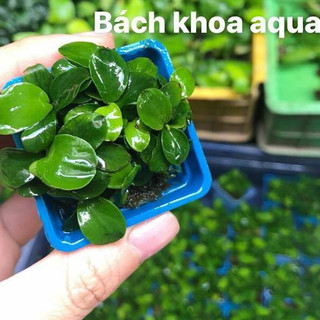 Cây Ráy Nana tàu thủy sinh