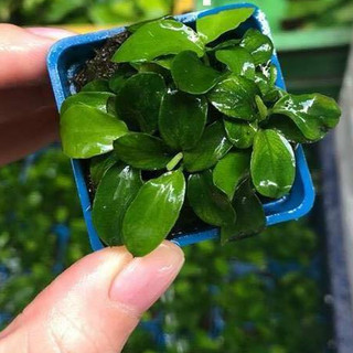 Cây Ráy Nana tàu thủy sinh