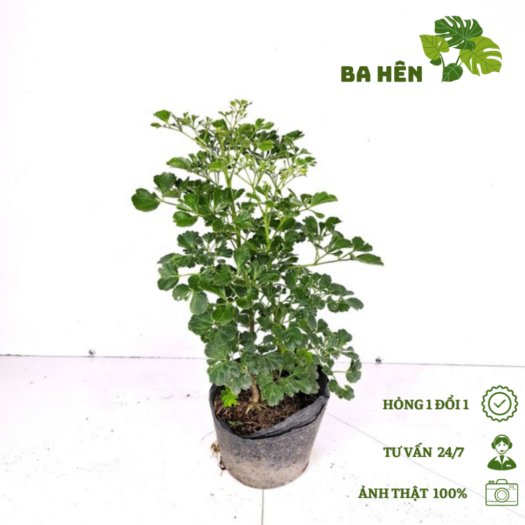 Cây Đinh Lăng Lá Tròn - Cây Đinh Lăng Cấm Hoa - Cây Cảnh Trang Trí Sân Vườn