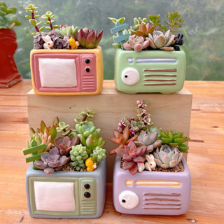  Tiểu cảnh sen đá kèm chậu decor trồng sẵn siêu xinh THUANPHAT GARDEN 