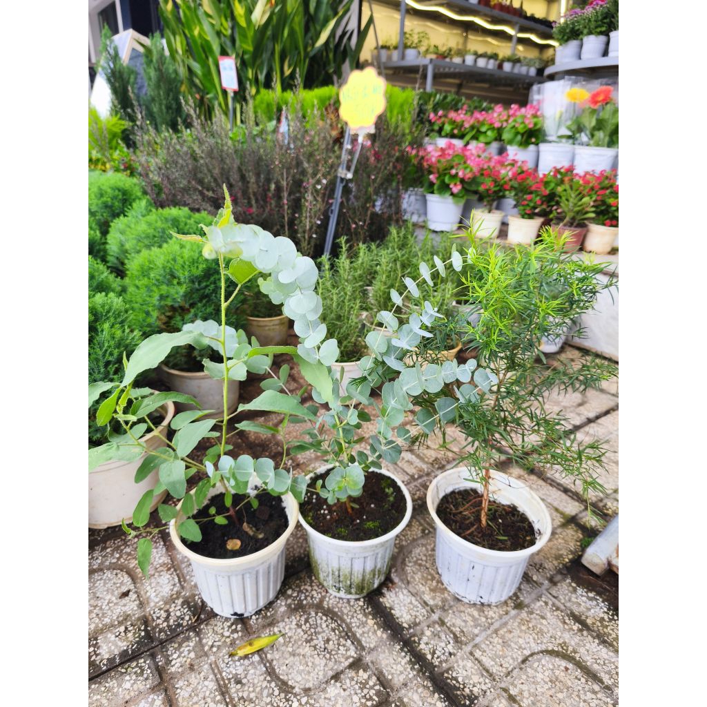  Combo 3 loại cây có tinh dầu thơm  Bạch đàn chanh + khuynh diệp + tràm trà  