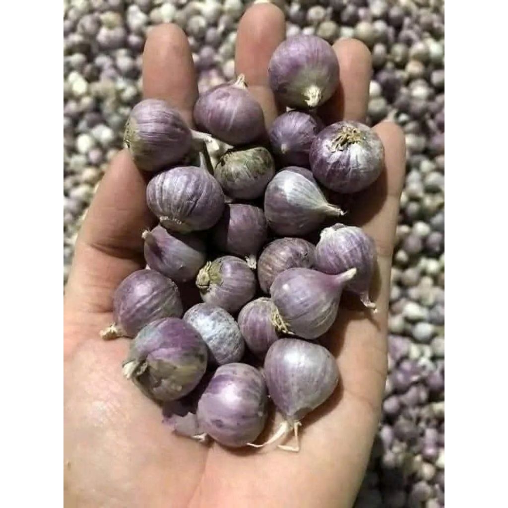 tỏi cô đơn size  vừa 500g
