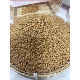 1Kg Hạt Lúa Mì Đã Tách Vỏ dùng làm sữa, ngũ cốc, bánh mì, nấu cháo