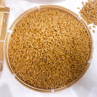 1Kg Hạt Giống Cỏ Lúa Mì – Hạt Mầm Wheatgrass Sạch Trồng Tại Nhà, Dễ Nảy Mầm, Làm Nước Ép Giải Độc