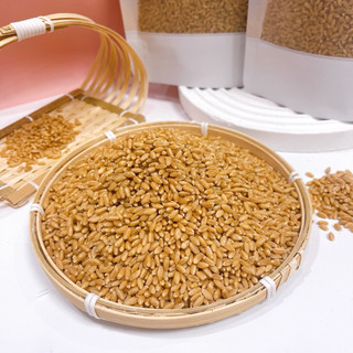 1Kg Hạt Giống Cỏ Lúa Mì – Hạt Mầm Wheatgrass Sạch Trồng Tại Nhà, Dễ Nảy Mầm, Làm Nước Ép Giải Độc