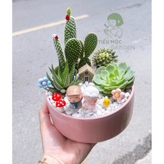 HOẢ TỐC - Chậu cây Sen Đá Mix trang trí để bàn - Decor nhà cửa xinh xắn - đã bật Hoả Tốc