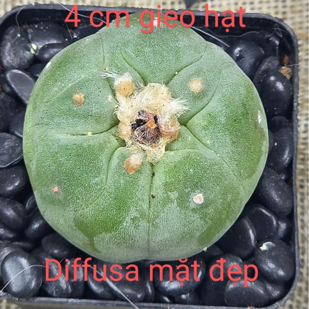 Xương rồng gieo hạt lopho diffusa 4 cm mặt đẹp form mập ú