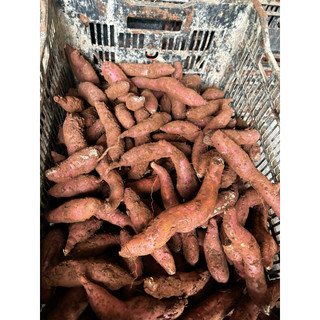 2kg khoai mật nhỏ [[ dùng thử]]]