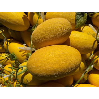 DƯA LƯỚI GIÒN NGỌT SIÊU NGON