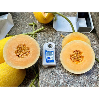 DƯA LƯỚI GIÒN NGỌT SIÊU NGON