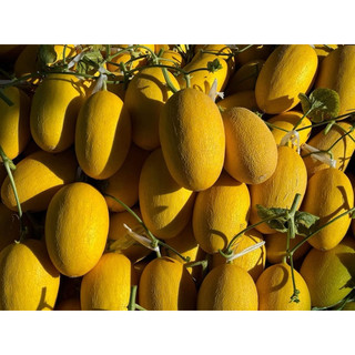 DƯA LƯỚI GIÒN NGỌT SIÊU NGON