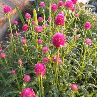 200 HẠT GIỐNG HOA CÚC BÁCH NHẬT ĐỎ – HOA TRÒN XINH, NỞ LÂU, DỄ TRỒNG ❤️🌼