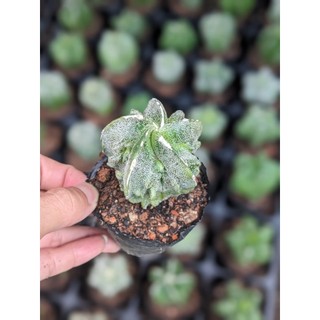 Xương rồng Astro 4-6cm