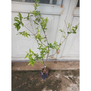 Chậu cây lựu An Do nhánh chiết chuan giong