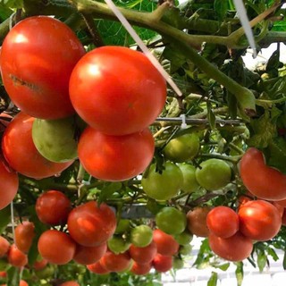 100 Hạt Giống Cà Chua Bạch Tuộc Cao Sản - Hoa Đẹp, Quả Lạ, Năng Suất Cao Hàng CTY