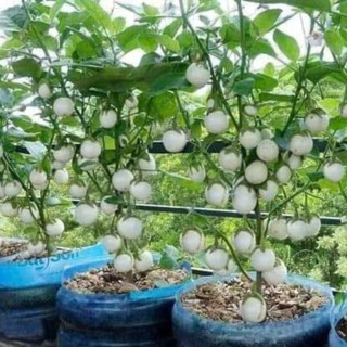 70 Hạt Giống Cà Pháo Trắng – Quả Tròn Đẹp, Giòn Ngon, Dễ Trồng Hàng CTY