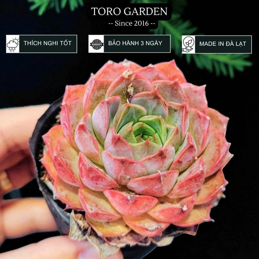 Sen đá hoa hồng đỏ ép màu full nắng mưa Đà Lạt size bé cây cảnh trang trí nhà cửa Toro garden