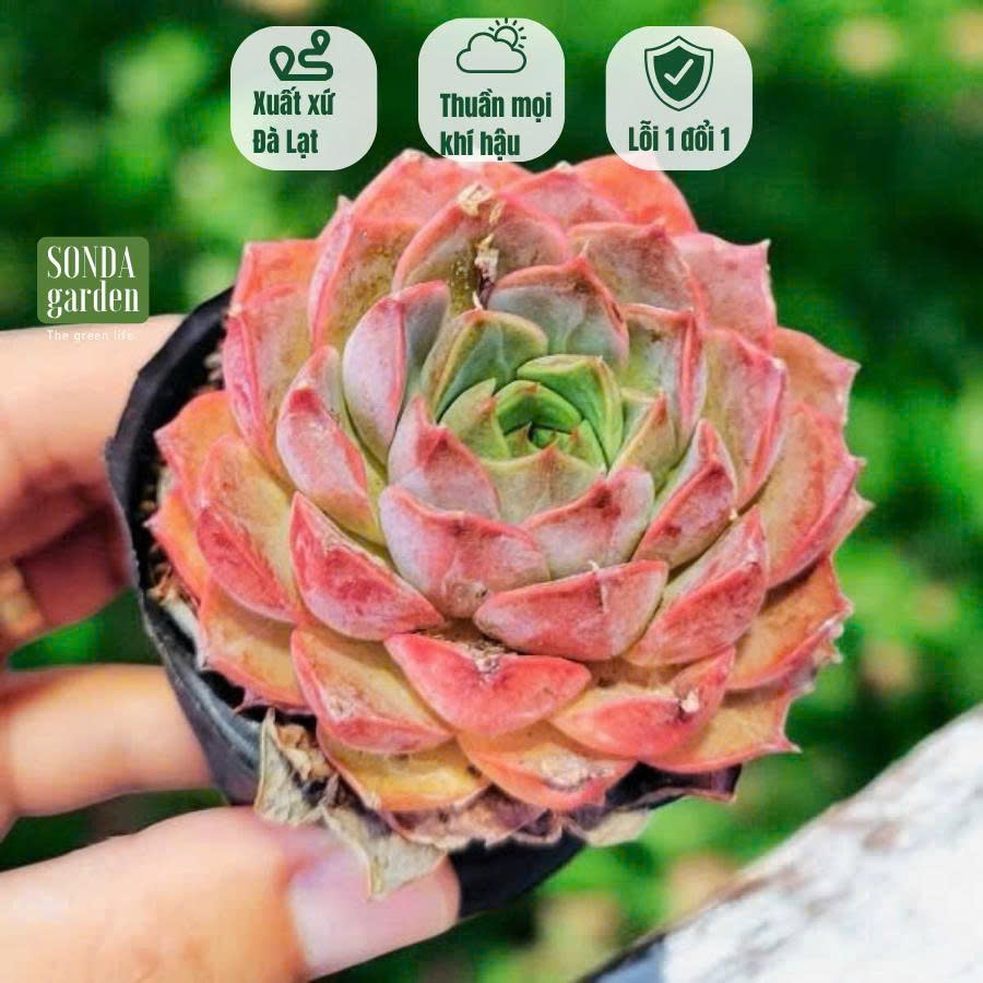 Sen đá hoa hồng đỏ SONDA GARDEN ép màu full nắng mưa size bé 5-8cm, cây cảnh trang trí nhà cửa, lỗi 
