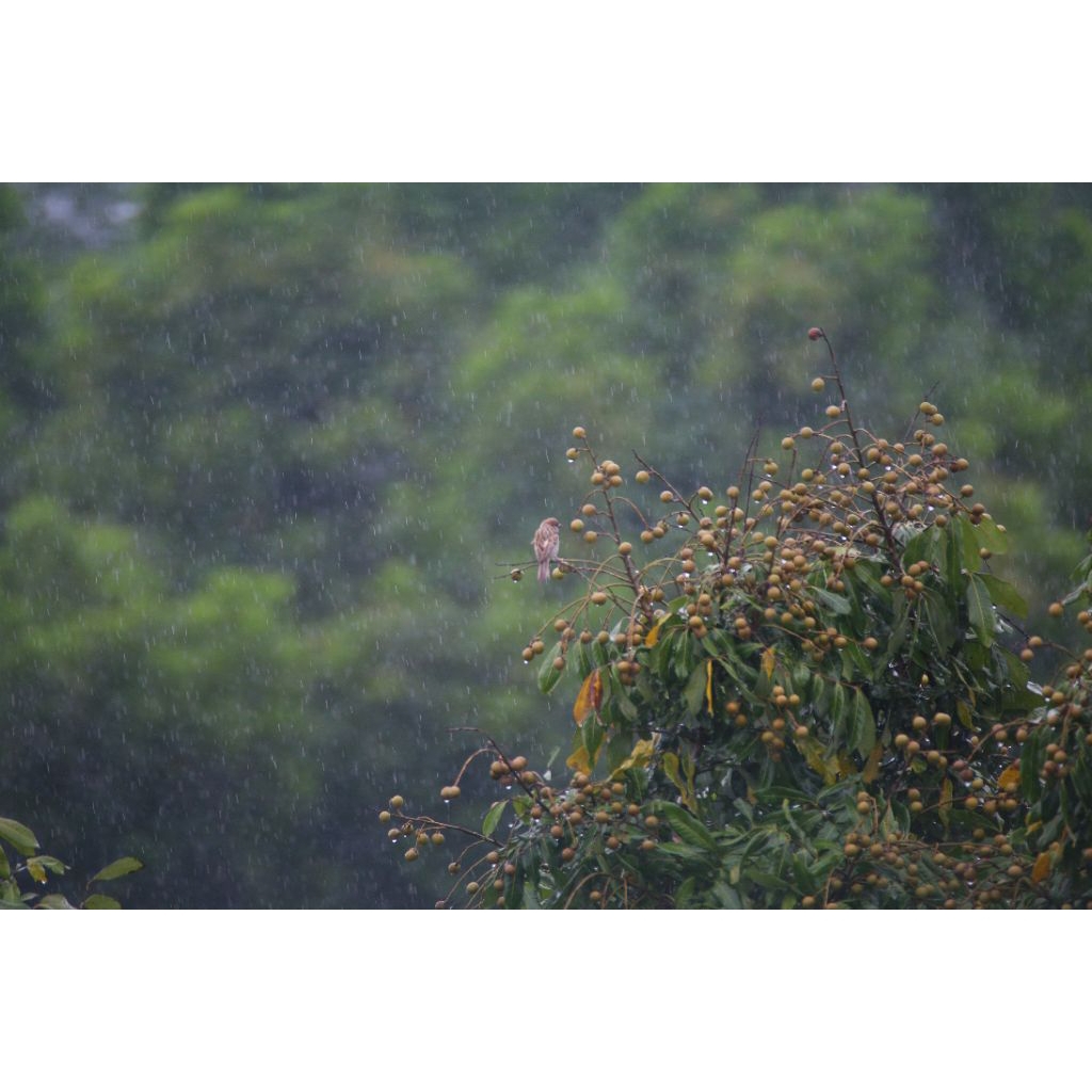 lens canon ef sigma 170-500mm tele đẹp - hàng mới về - duy nhất 1 - Ống kính Canon EF