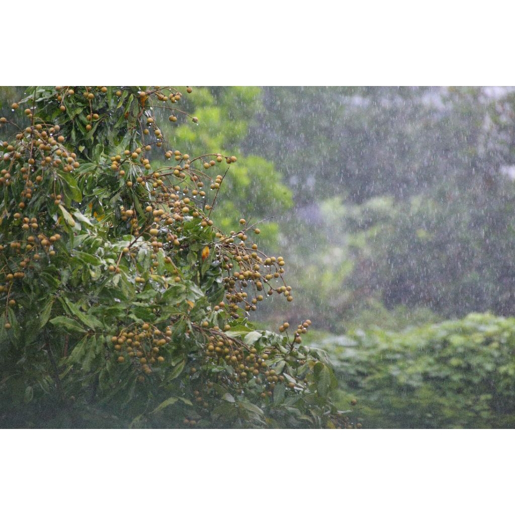lens sigma 170-500mm for canon ef (bao vải đựng lens) - Ống kính Canon EF