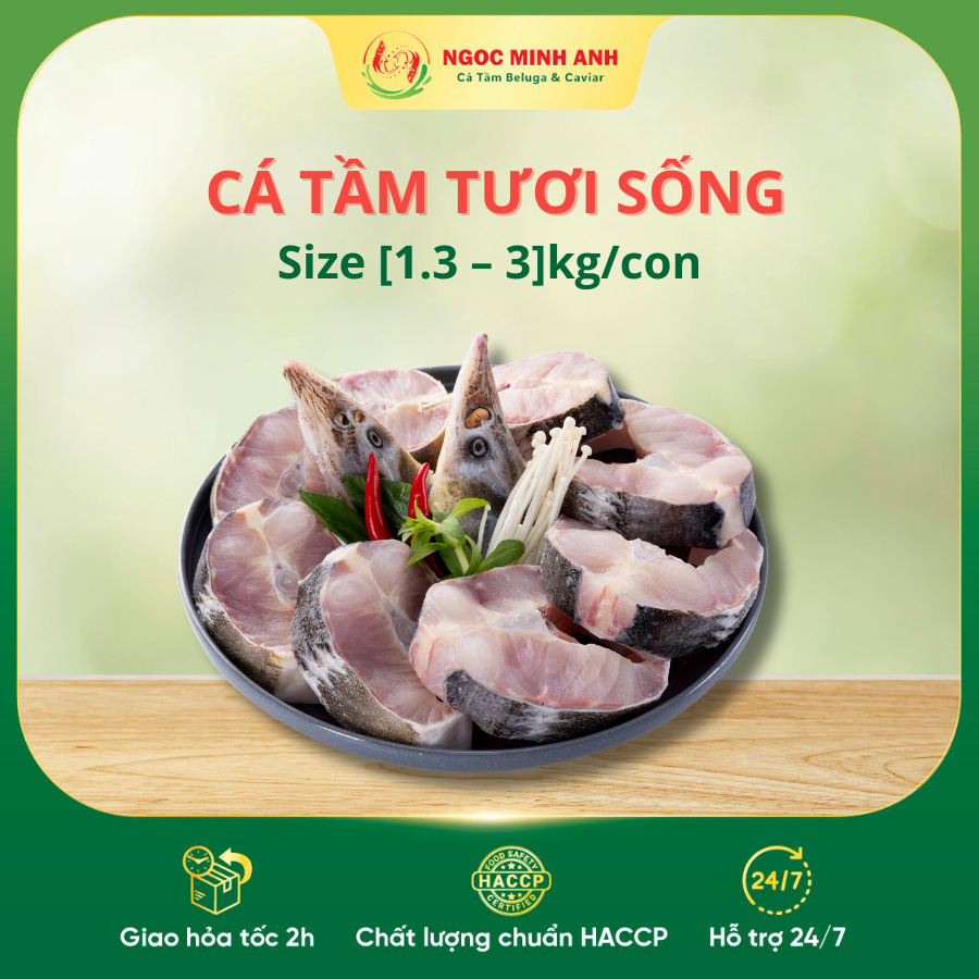 Cá Tầm sống 1,3kg