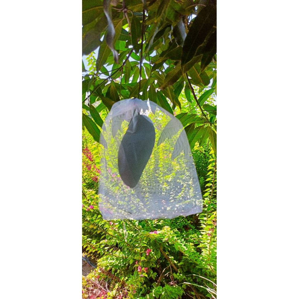 túi lưới bọc mận xoài cát xoài Thái...100 cái